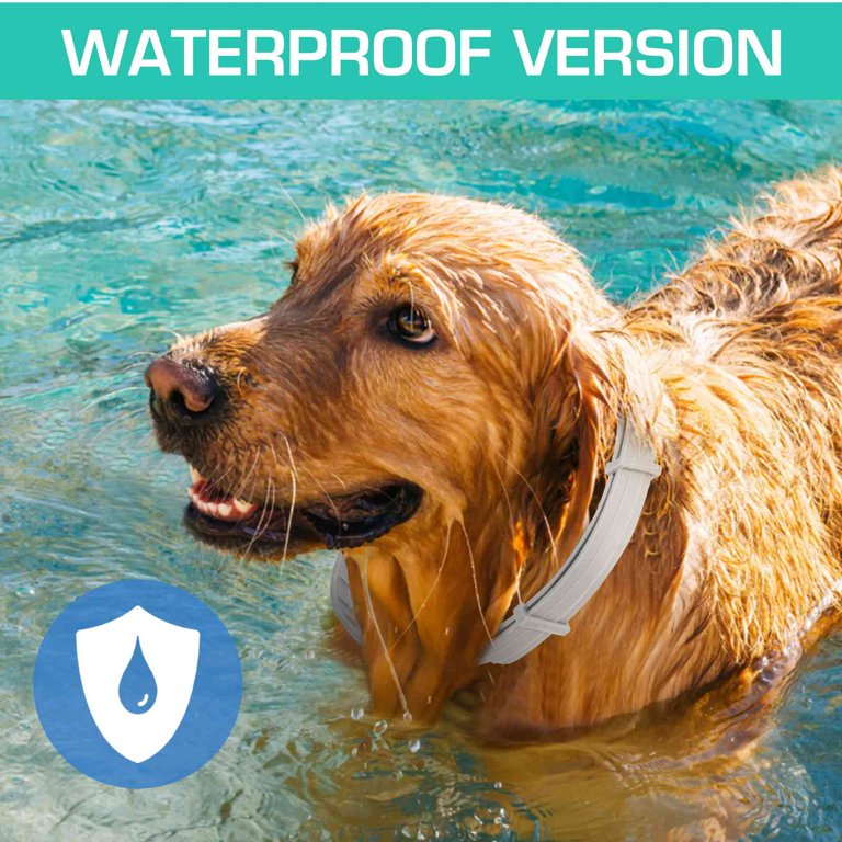 Walmart dog best sale flea collars