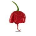 thumbnail image 5 of PepperHead Carolina Reaper Powder (1 oz) World's Hottest Chili Powder, 5 of 6