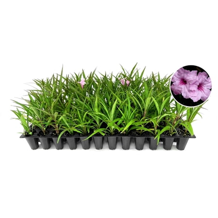 Pink Ruellia Katie s Dwarf | 30 Live Plants | Mexican Petunia Brittoniana | Drought Tolerant Perennial Plants | Ground Cover for Borders & Landscaping