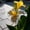 A, variant on Canna, Low Maintenance - Easy Grow - Ideal for Beds Borders, Plant Pots & Planters