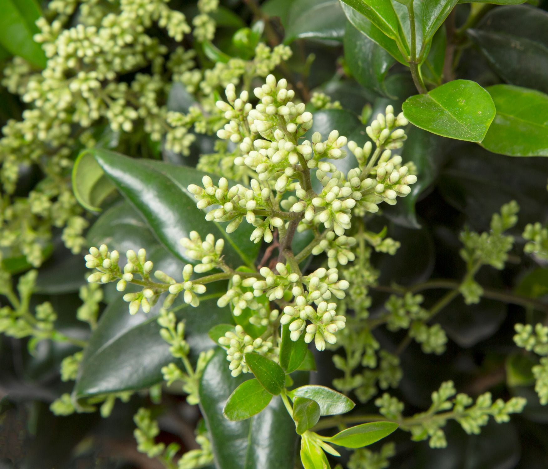 Expert Gardener Wavy Leaf Ligustrum Recurvifolium (2.5 Quart) Evergreen Privet Shrub - Full Sun Live Outdoor Plant