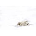 thumbnail image 2 of Posterazzi DPI1826512LARGE Two Polar Bears Laying Together Poster Print by Richard Wear, 34 x 22 - Large, 2 of 4