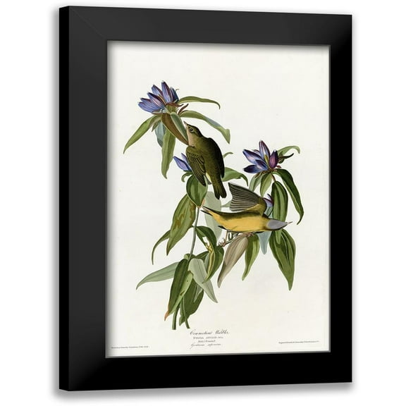 Vintage Apple Collection 10x14 Black Modern Framed Museum Art Print Titled - Connecticut Warbler