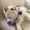 A002- Purple, variant on Pet Bibs Knitted Bluebell Flower Drool Towel - Cute Style for Photo Shooting, Ins Style Neck Collar for Cats Dogs - Pink S Size