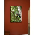 thumbnail image 2 of Parrot I Canvas Print, 2 of 4