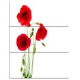 thumbnail image 2 of Fleurs de Coquelicot Rouge Isolées - Impression sur Toile Florale, 2 of 3