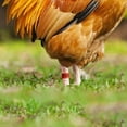 thumbnail image 6 of A Set of Poultry Identification Leg Bands Clip On Open Leg Bands for Chickens Roosters Hens Ducks Farm Tags, 6 of 6
