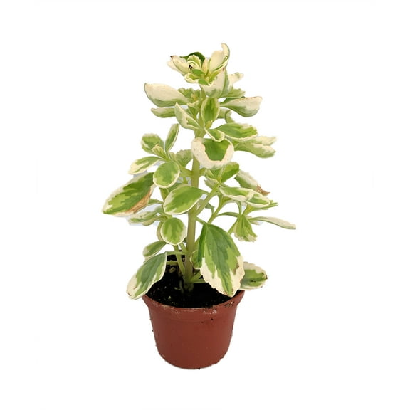 Variegated Vicks Swedish Ivy Plant - Plectranthus neochilus variegated -2.5" Pot