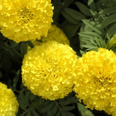 Pineapple Garden - African Marigold Flower Garden Seeds - Crush Series F1 - Pineapple Imp - 100 Seeds - Annual Flower Gardening Seeds - Tagetes erecta