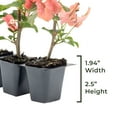 thumbnail image 4 of 12 James Walker Bougainvillea, Live Plants – Fast-Growing Tropical Vine, Thriving in 2.5" Nursery Cubes, 4 of 7