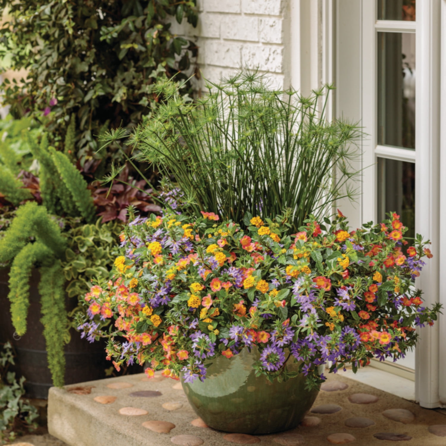 Proven Winners 5" Graceful Grasses Queen Tut Dwarf Papyrus Live Plant in 4.5" Pot (4 Count)