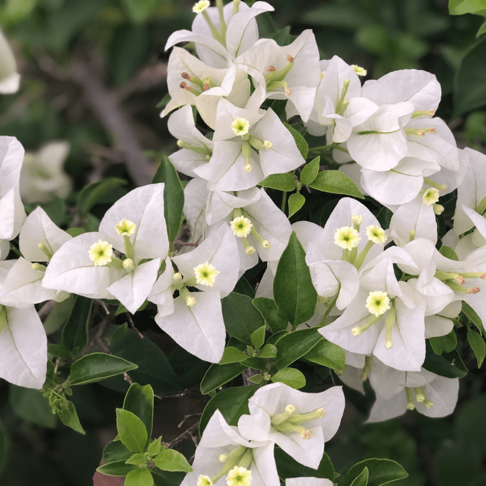 White Bougainvillea Live Plant, Bougainvillea Flower Vine 6-8 Inches, Bougainvilleas for Outdoor Garden