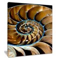 thumbnail image 2 of Brown Large Nautilus Shell, 2 of 3