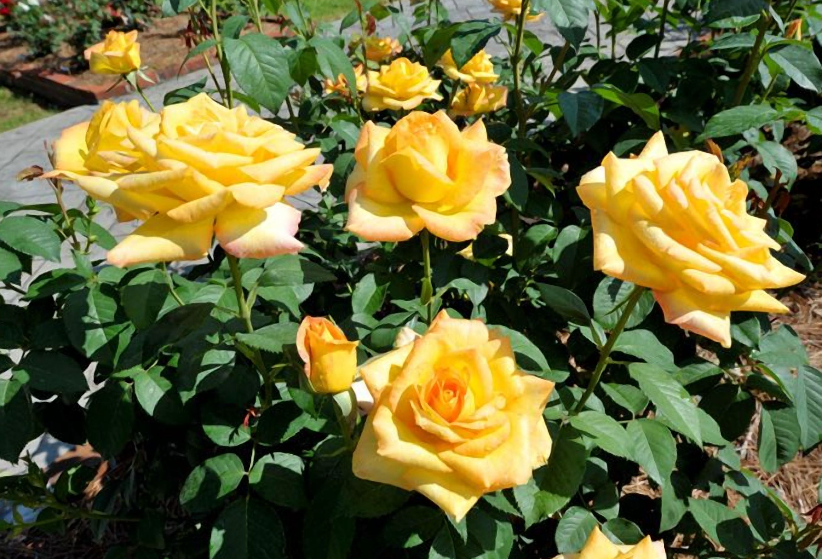 Gold Medal Rose Plant Live for Planting, Gold Rose Flowers Well Rooted Plant, 4-6 Inc Tall Indoor Outdoor