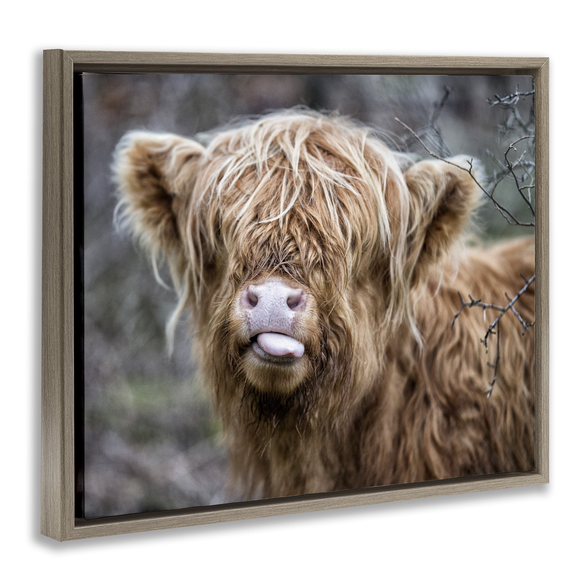 Stupell Industries Baby Cattle Licking Lips Animals & Insects Photography Brown Floater Framed Canvas Art Print Wall Art, 21 x 17