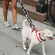 thumbnail image 3 of Correas Para Perros Cadenas Para Perros Correas Largas Para, 3 of 8