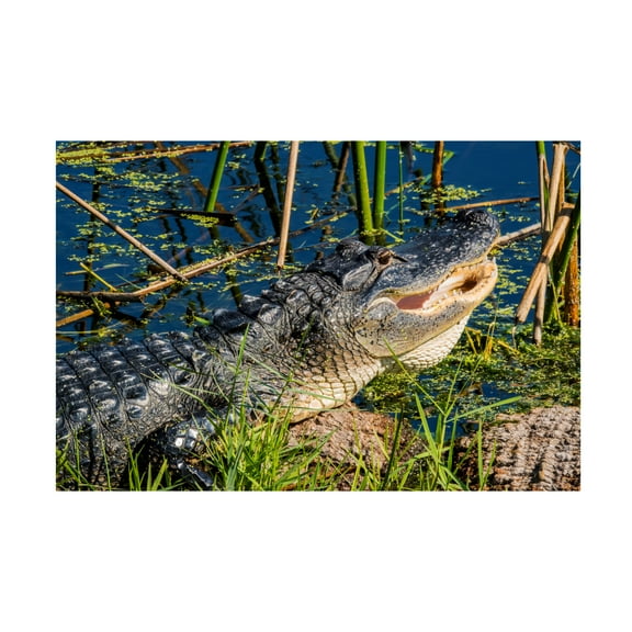 Robert Michaud 'Gator 2' Canvas Art