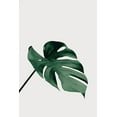 thumbnail image 2 of 1x Studio III 13x18 Black Ornate Wood Framed with Double Matting Museum Art Print Titled - Monstera Natural 05, 2 of 4