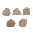 thumbnail image 1 of 5pcs Trilobite Fossil Adornment Simulation Fossil Model Fossil Model (Random Shape), 1 of 3