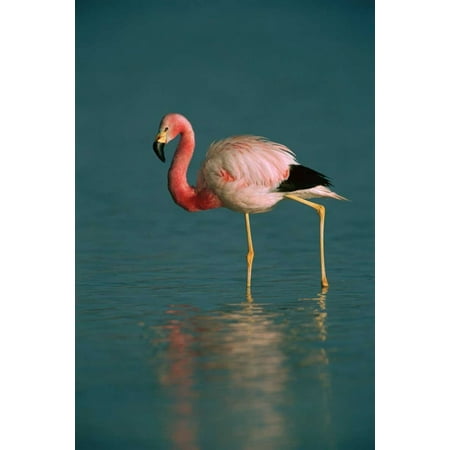 Andean Flamingo - Andean Flamingo wading Laguna Blanca Bolivia Poster Print by Pete Oxford
