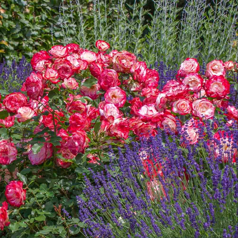 Cherry Parfait Rose Plant Live, Fragrant Hybrid Tea Rose Flowers Well Rooted Plant for Planting Indoor Outdoor, 4 to 8 Inch Tall, Ship No Pot
