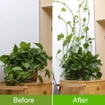 thumbnail image 4 of Plantas verdes Soporte para trepar en la pared Gancho autoadhesivo Gancho fijo para escalar en la pa CACAGOO Retenedor de vid, 4 of 7