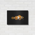thumbnail image 3 of Luxe Metal Art 'Clown Fish on Black' by Durwood Coffey, Metal Wall Art, 24"x16", 3 of 8