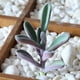 thumbnail image 5 of 6 uds simulación de plantas suculentas planta decorativa elegante adorno de planta DIY, 5 of 6