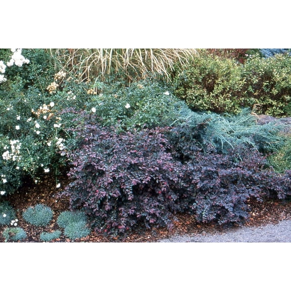 Loropetalum Plum Delight 1 Extra Large 3 Gallon Plant Loropetalum Chinense VAR. Rubrum Lush Landscaping Garden Accent