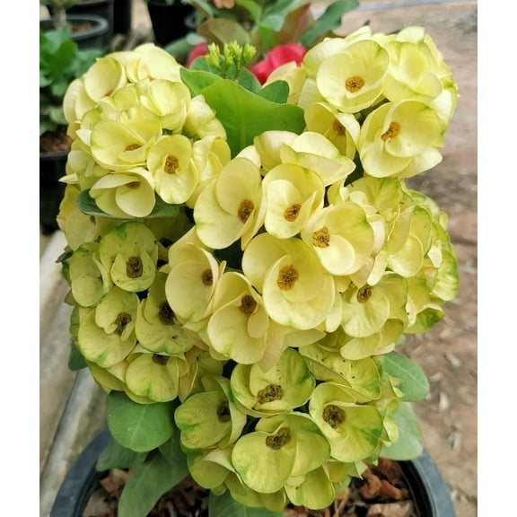 Yellow Crown of Thorns Plant, Euphorbia Crown of Thorns Plant, Live Cactus Plant 4 Inches Pot, Cactus Plant Indoor