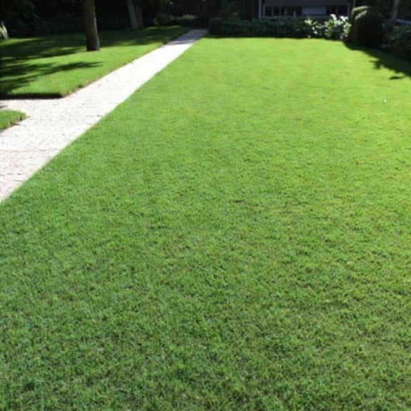 4000 Zoysia Grass Seed for Yard, Strong Grass for Daily Use