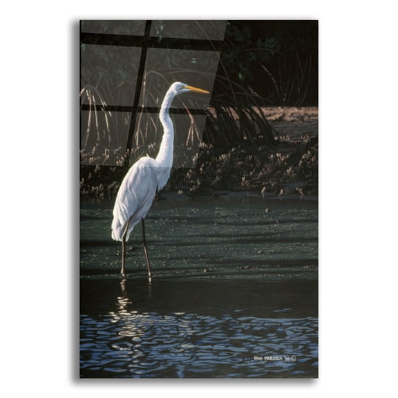 Epic Art 'Great Egret' by Ron Parker, Acrylic Glass Wall Art, 12"x16"