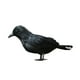 thumbnail image 4 of Adorno Decorativo de Halloween Macarena Cuervo para Fiesta, 4 of 8
