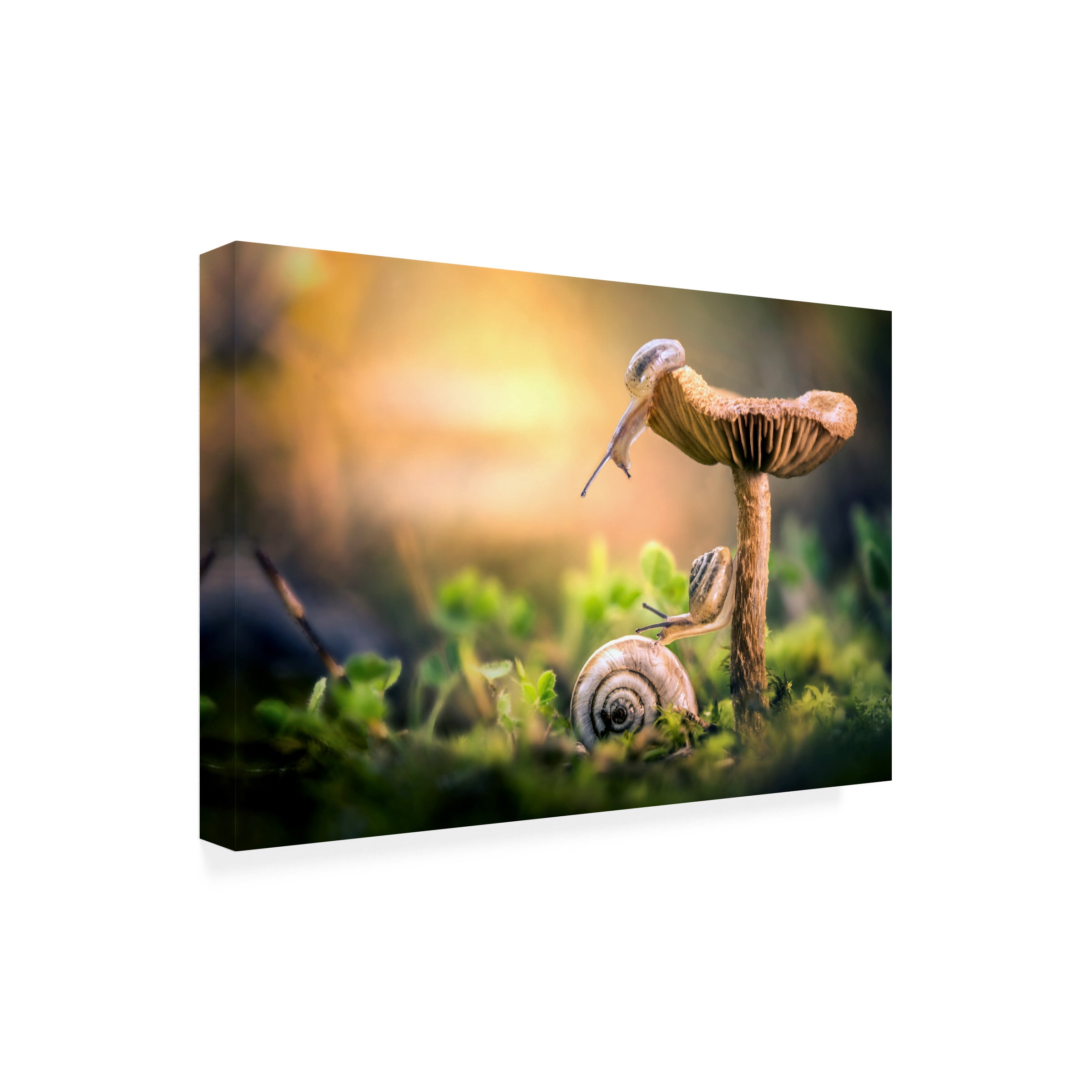 Alberto Ghizzi Panizza 'The Awakening Of Snails' Canvas Art