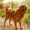 Rouge, variante sur Laisse pour Chien à Attacher de 8 m de Long avec Pinces Pivotantes pour Cour Extérieure et Camping – Attache Durable pour Animaux de Compagnie pour Chiens
