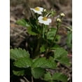 thumbnail image 2 of 100 Graines de Fraise ALPINE Fragaria Vesca Fruit Rouge Fleur Blanche, 2 of 4