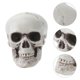 thumbnail image 3 of 6pcs Realistic Plastic Skull Mini Horriable Jaw Halloween Prop Ornament Halloween Party Decoration, 3 of 4