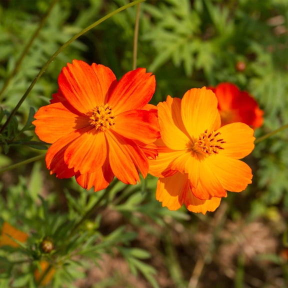 Cosmic Mix Cosmos 50 Seeds Sulphureus Annual Flower 2-4" Sunburst Yellow and Orange Blooms Heat & Drought Tolerant 12-24" Plants for Beds, Borders, Containers Non-GMO 56-63 Days