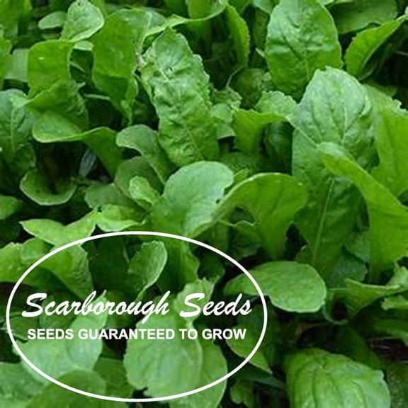 SCARBOROUGH SEEDS Organic Arugula Slow Bolt 1000 Seeds NON-GMO