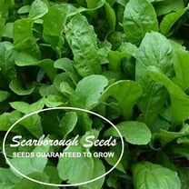 SCARBOROUGH SEEDS Organic Arugula Slow Bolt 1000 Seeds NON-GMO