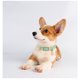 thumbnail image 4 of Collar de perro de cuero para perros pequeños y medianos Collar de cachorro acolchado de cuero suave transpirable ajustable con hebilla de aleación Collar de perro clásico impermeable TUNC Sencillez, 4 of 5