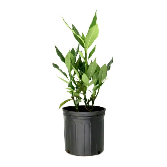 National Plant Network 3 gal. Aucuba Green Live Plant