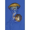 thumbnail image 2 of Erin Berzel 13x18 Gallery Wrapped Canvas Wall Art Titled - Jellyfish II, 2 of 4