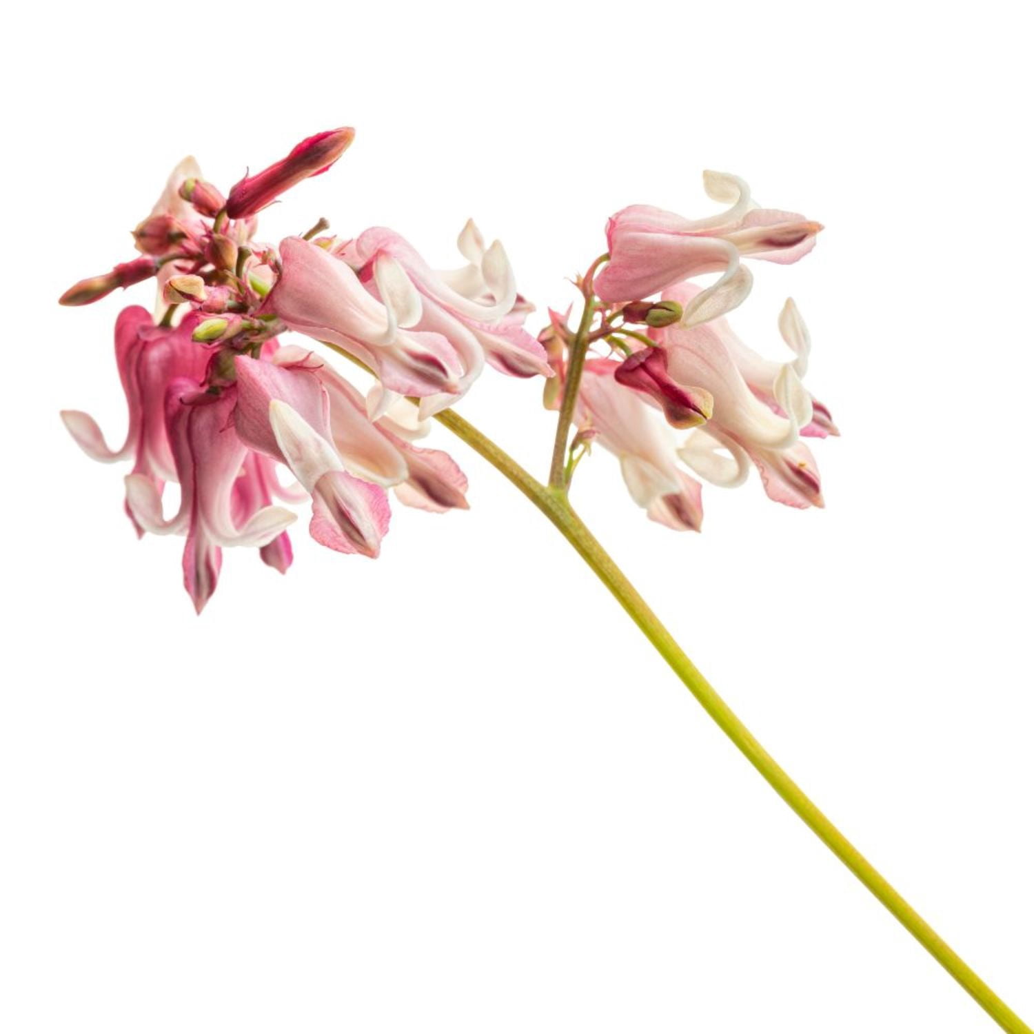 Proven Winners 6" 'Pink Diamonds' Fern-leaved Bleeding Heart Live Plant in 7.5" Pot