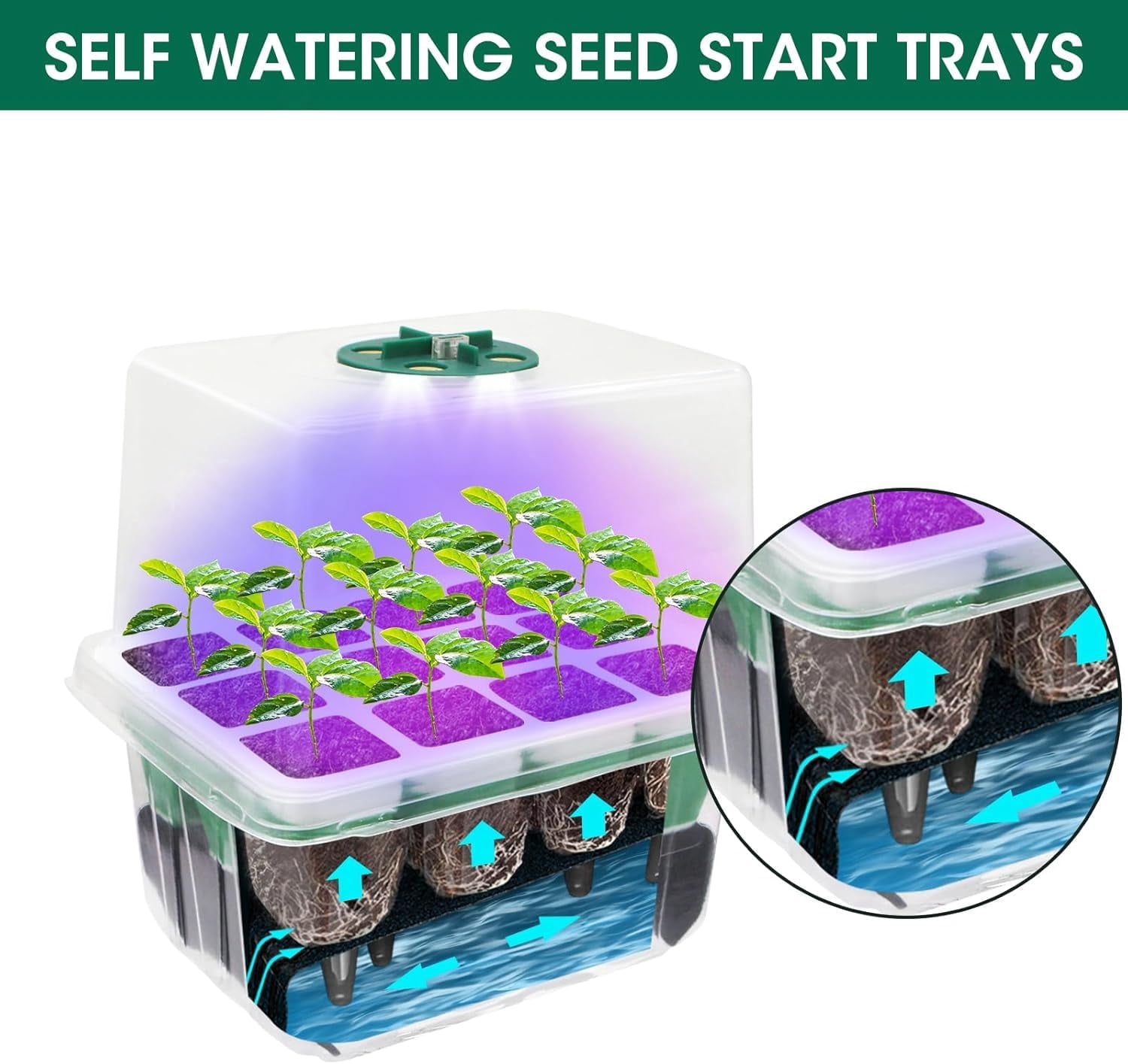 Seed Starter Tray with Grow Light,5 Pack 60 Cells Seedling Tray Kit Reusable & Dishwasher Safe for Starting Vegetable, Flower & Herb Seeds Indoor Grow Kit for Deep-Rooted Seedlings