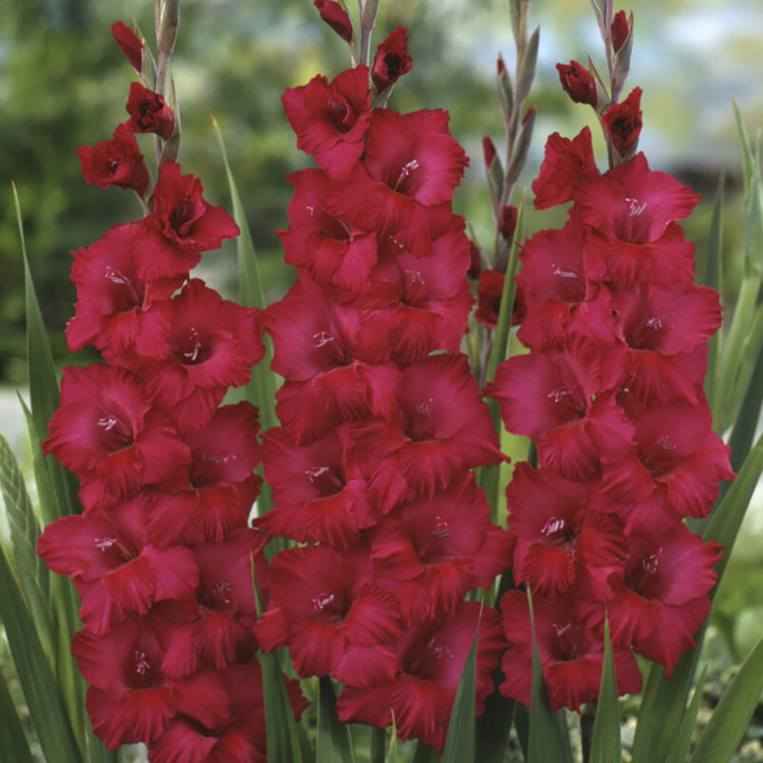 Van Zyverden Gladiolus Prosperity Blend Set of 25 Bulbs Multicolor Partial Sun Perennial Flowers For Cutting 2 lbs