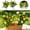 A+B, variant on 6 Pcs Artificial Lemon Branches with Fruit, Lemon Bouquet Stem for Home Kitchen Bathroom Wedding Party Display, Farmhouse Spring Summer Decoration for Indoor Outdoor