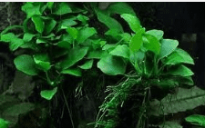 Anubias Nana Petite – Live Aquarium Plant, Easy Care Freshwater Aquascaping Plant