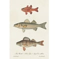 thumbnail image 2 of Unknown 11x14 White Modern Wood Framed Museum Art Print Titled - Species of Antique Fish II, 2 of 4