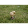 thumbnail image 5 of Hi-Line Gift Ltd. Baby Chicks Pair - One Looking Left, One Looking Right, 5 of 9